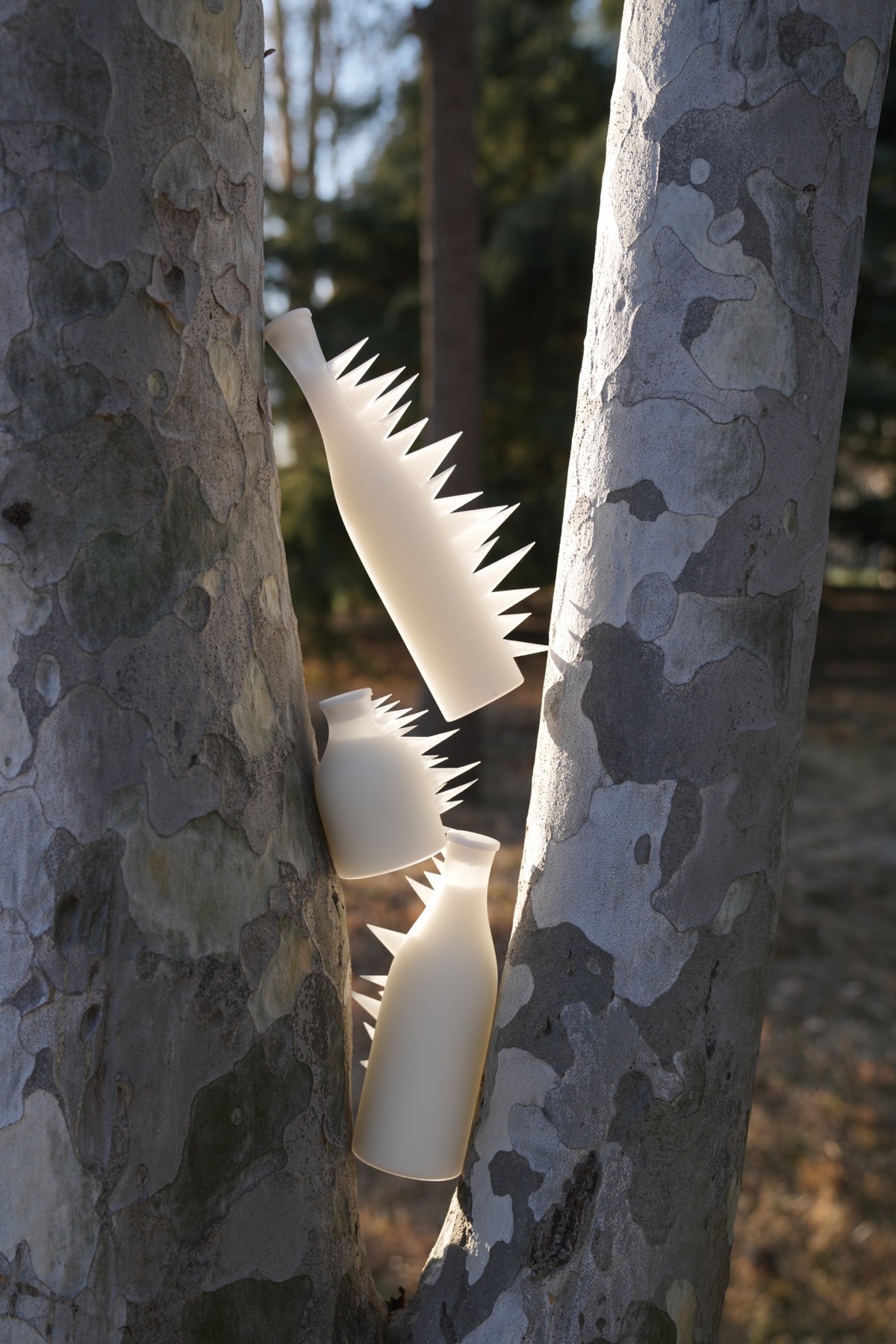 Spiked bottles nestled between tree trunks